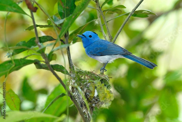 Fototapeta Bird (Black-naped Monarch) , Thailand