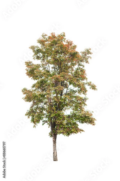 Fototapeta Tree isolated on white background