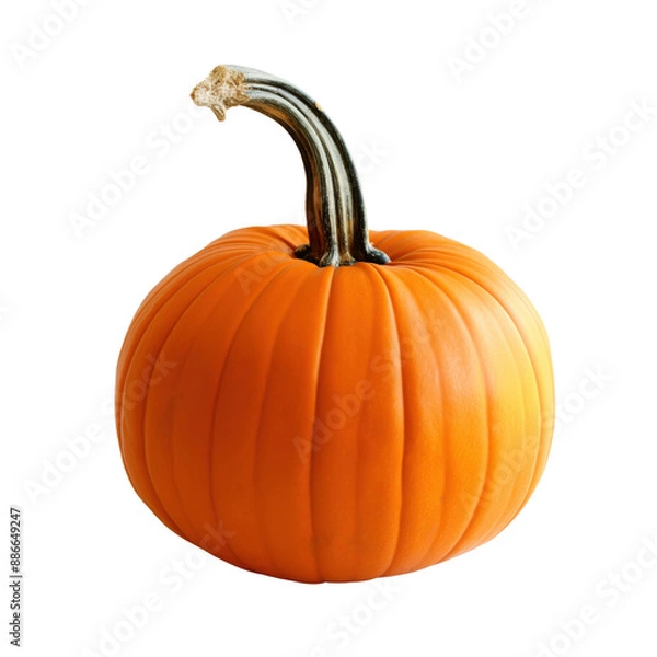 Fototapeta Small pumpkin isolated on transparent background. Minimal autumn or Halloween concept. Creative fall natural food harvest banner.