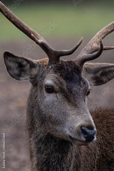 Obraz Detailed portrait of the deer in the Spanish mountains