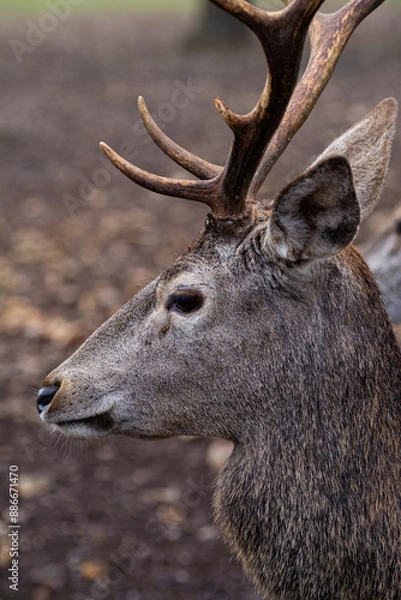 Obraz Detailed portrait of the deer in the Spanish mountains