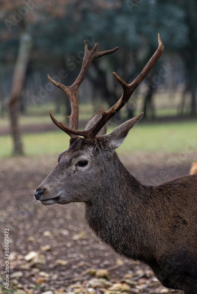 Obraz Detailed portrait of the deer in the Spanish mountains