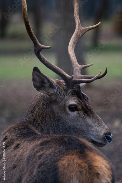 Obraz Detailed portrait of the deer in the Spanish mountains