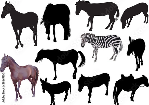 Obraz horses isolated on white collection