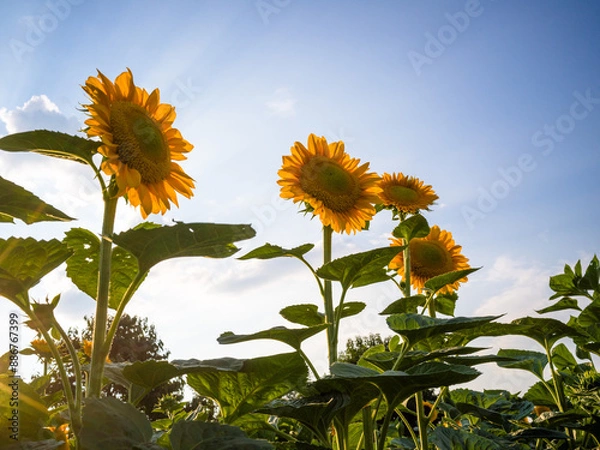 Obraz sunflower against sky