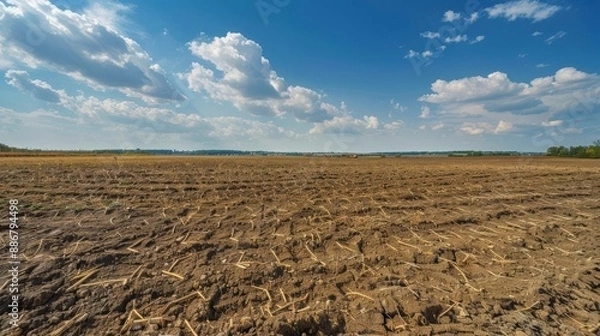 Fototapeta Droughtstricken farmland with cracked soil and sparse crops