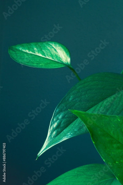 Fototapeta Close-up of vibrant, fresh, healthy green leaves with a smooth texture, set against a dark teal background, showing the surface details and the natural elegance of the leaves.