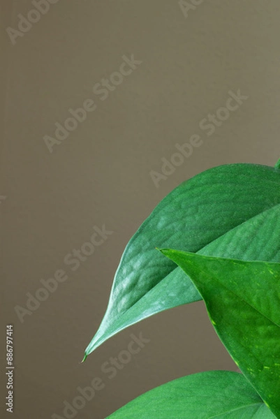 Fototapeta Close-up of vibrant green leaves against a neutral background, with copy space. The image captures the lush, green foliage of a plant against a soft, neutral-colored wall.