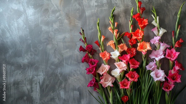 Fototapeta Mixed gladiolus flowers in vibrant colors including red, pink, orange, and white with green stems against a textured gray background, highlighting their diverse and striking beauty.
