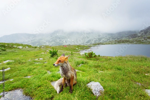 Obraz Red fox beside a mountain lake