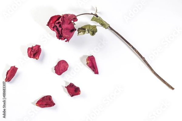 Obraz dried rose