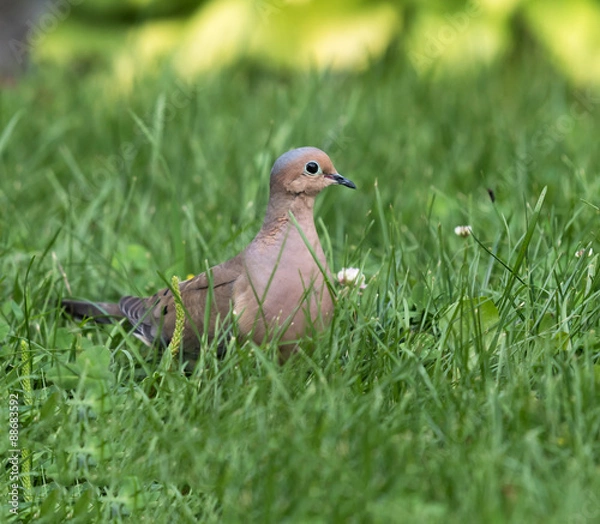 Obraz Mourning Dove in Summer