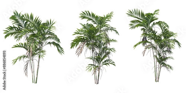 Obraz Palms tree for garden decoration