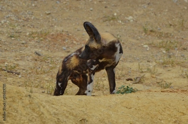 Obraz Lycaon ( jeune)