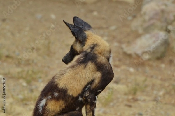 Obraz Lycaon ( jeune)