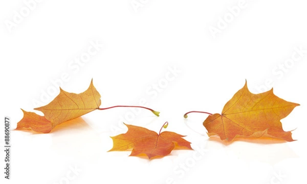 Obraz Izolowane jesienne liście