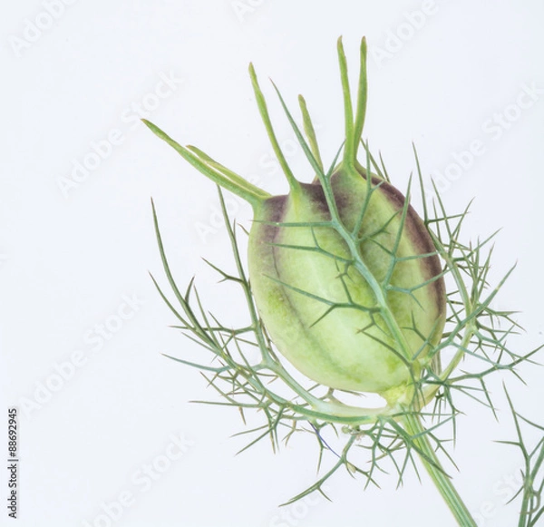 Obraz Jungfer im Grünen