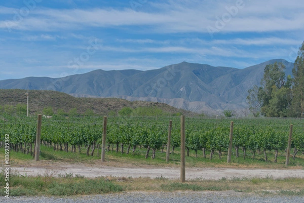 Obraz Vineyard for white wine in the afternoon
