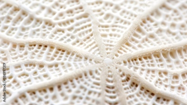 Obraz Hyper-realistic macro photograph of a sand dollar's intricate surface pattern