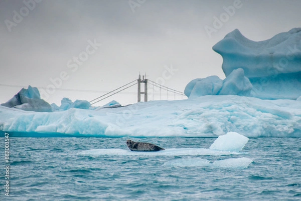 Fototapeta a seal chilling on a floating iceberg in jökulsárlón in iceland