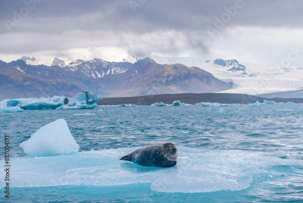 Fototapeta a seal chilling on a floating iceberg in jökulsárlón in iceland