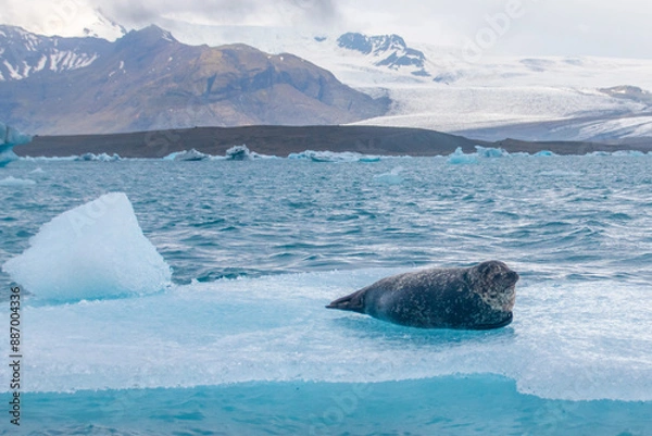 Fototapeta a seal chilling on a floating iceberg in jökulsárlón in iceland