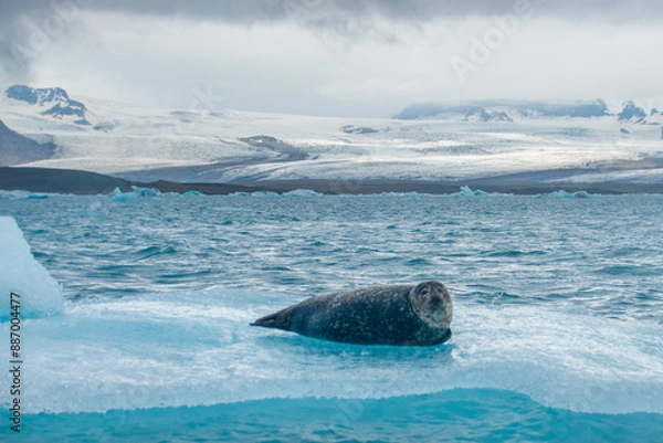 Fototapeta a seal chilling on a floating iceberg in jökulsárlón in iceland