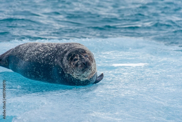 Fototapeta a seal chilling on a floating iceberg in jökulsárlón in iceland