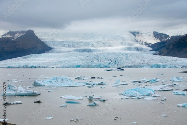 Fototapeta Fjallsárlón glacier melt behind a lagoon with floating icebergs