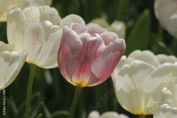 Obraz pink and white tulips