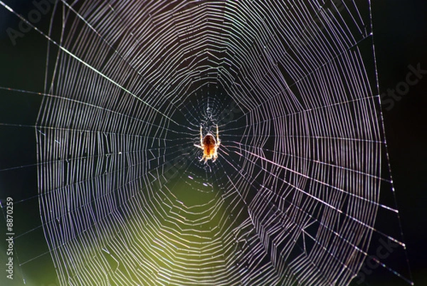Obraz spider´s web