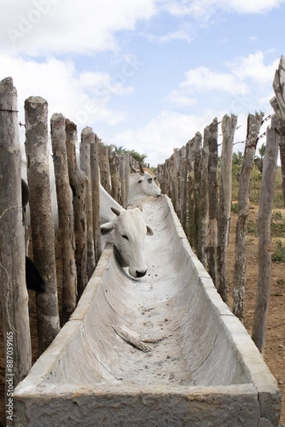 Obraz Nelore cattle in corral confinement.