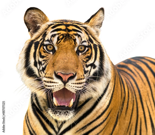 Obraz Tiger isolate on white background
