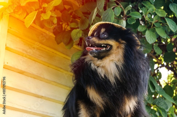 Fototapeta Black funny Spitz in a hat in profile in nature on a sunny day