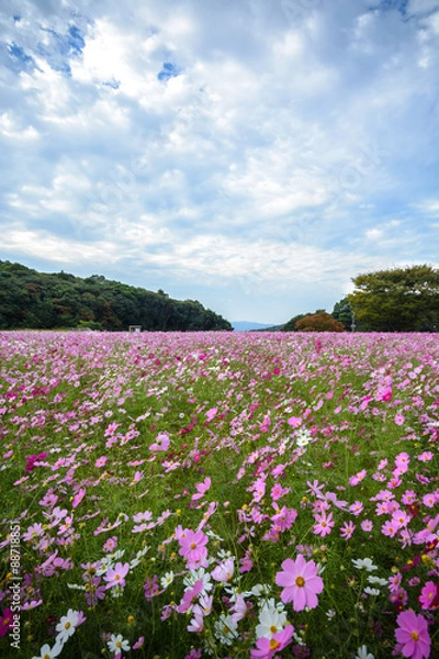 Fototapeta コスモス畑＠佐世保市展海峰