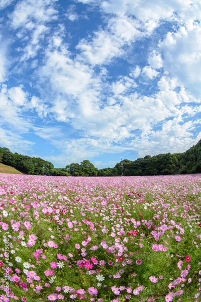 Fototapeta コスモス畑＠佐世保市展海峰