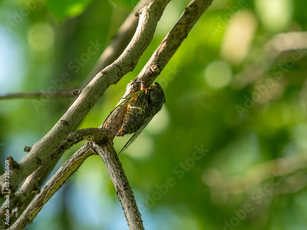 Obraz 公園の木にとまる蝉