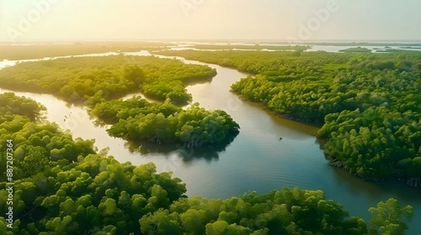 Obraz Aerial view of mangrove forest in Gambia