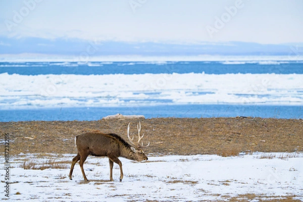 Fototapeta エゾシカと流氷と国後島