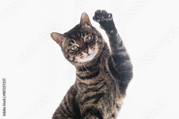 Fototapeta 手を上に上げるキジトラ猫