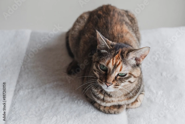 Obraz 香箱座りをする猫