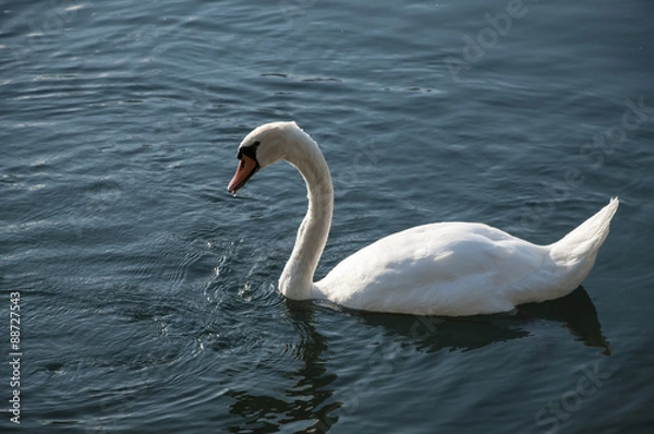 Fototapeta Cigno, Parco del Ticino.