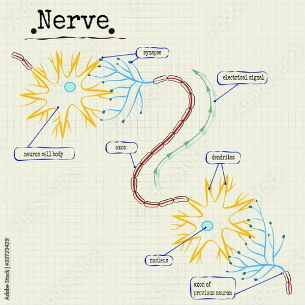 Obraz the human nerve structure