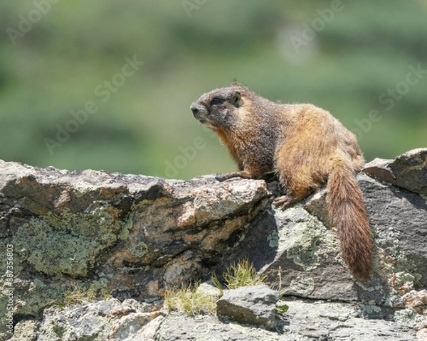 Obraz A Yellow-Bellied Marmot Sits on Rocks in the Rocky Mountain National Park in Colorado During the Summer