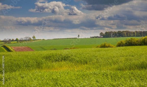 Obraz Green feilds in the lincolnshire wolds