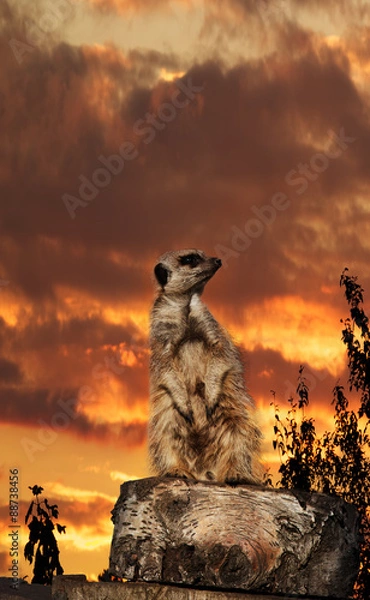 Obraz Meerkat sunset