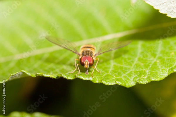 Fototapeta Head on hoverfly