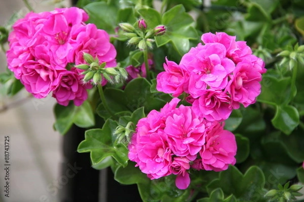 Obraz Różowe pelargonia na podwórku