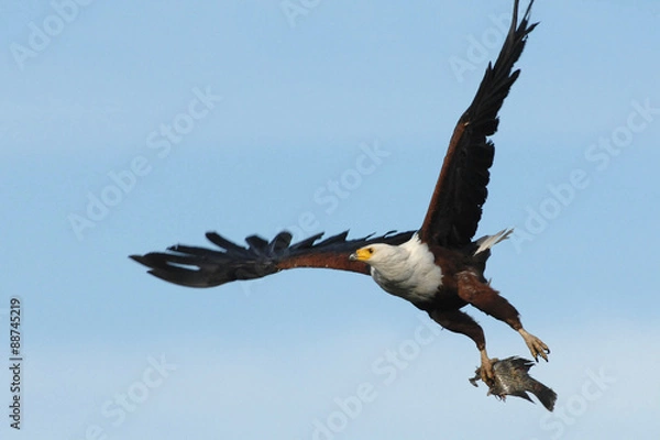 Obraz African Fish Eagle flying with fish in talons