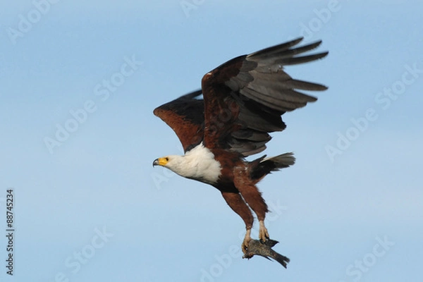 Obraz African Fish Eagle flying with fish in talons
